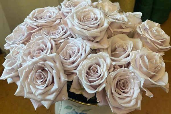 曼塔玫瑰的花语是什么，寓意梦想开始的地方