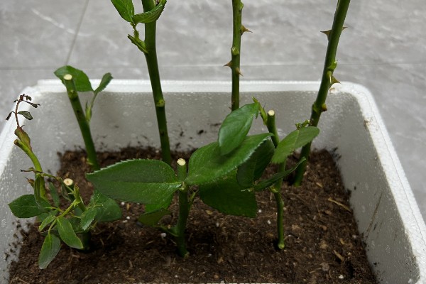 曼塔玫瑰的花语是什么，寓意梦想开始的地方