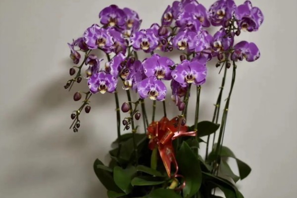 蝴蝶兰叶片发黄怎么办,光照过强要转移到半荫蔽的环境中