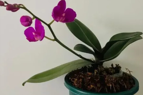 蝴蝶兰叶片发黄怎么办,光照过强要转移到半荫蔽的环境中