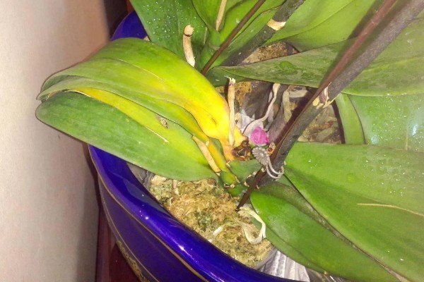 蝴蝶兰叶片发黄怎么办,光照过强要转移到半荫蔽的环境中