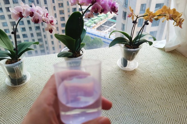 蝴蝶兰叶片发黄怎么办,光照过强要转移到半荫蔽的环境中