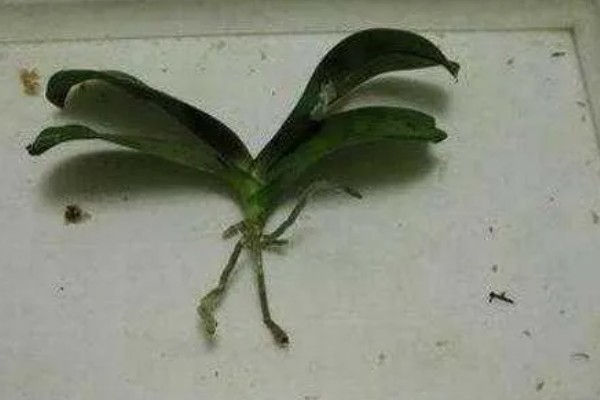 蝴蝶兰叶片发黄怎么办,光照过强要转移到半荫蔽的环境中