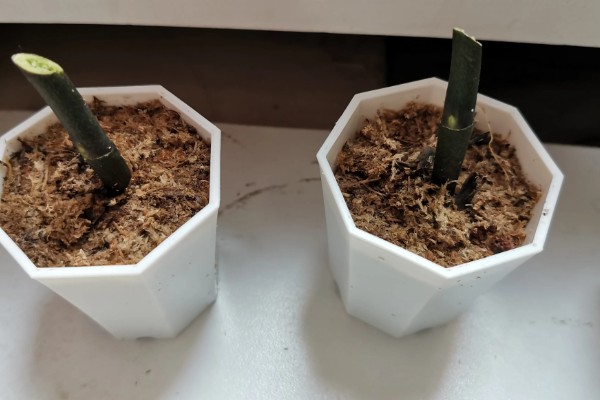 蝴蝶兰叶片发黄怎么办,光照过强要转移到半荫蔽的环境中