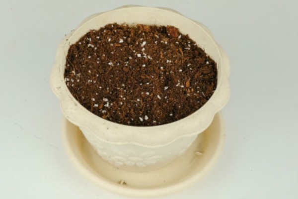 蝴蝶兰叶片发黄怎么办,光照过强要转移到半荫蔽的环境中