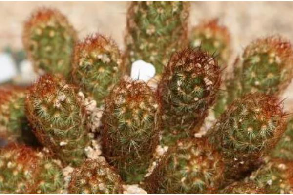 让金手指开花的方法，要把温度保持在15-22℃