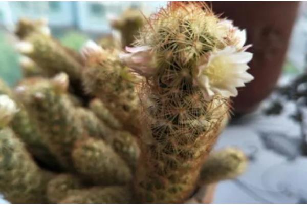 让金手指开花的方法，要把温度保持在15-22℃