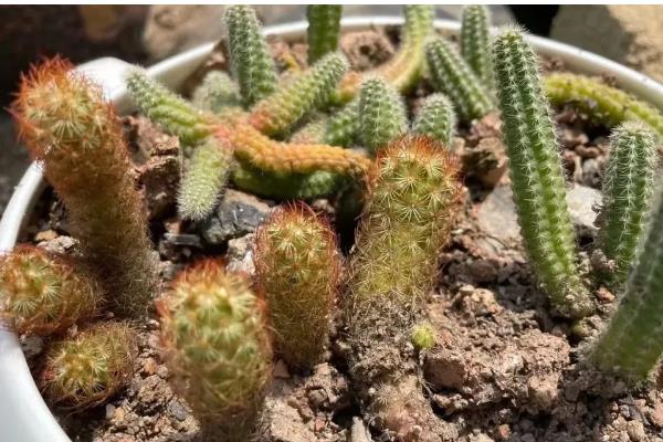 让金手指开花的方法，要把温度保持在15-22℃