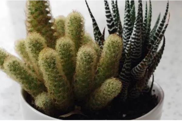 让金手指开花的方法，要把温度保持在15-22℃