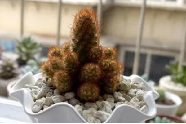 让金手指开花的方法，要把温度保持在15-22℃