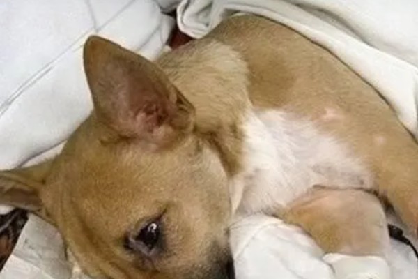 狗狗为什么发生胰腺炎,可能是遗传基因、背部损伤等因素所致