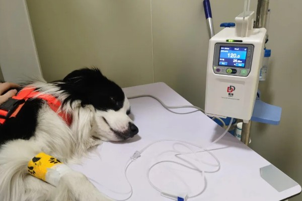 狗狗为什么发生胰腺炎,可能是遗传基因、背部损伤等因素所致