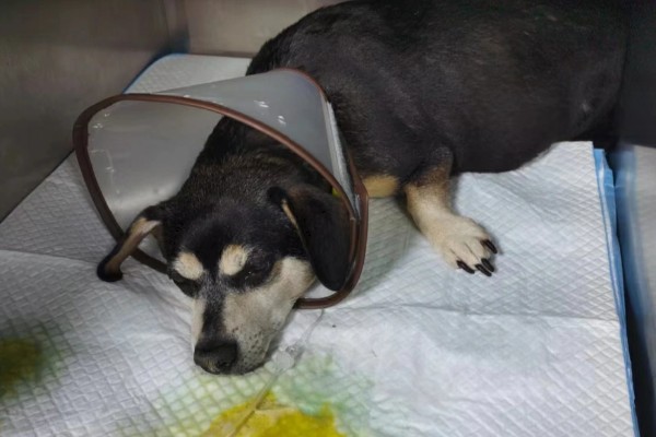 狗狗为什么发生胰腺炎,可能是遗传基因、背部损伤等因素所致