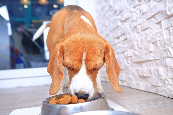 狗狗为什么发生胰腺炎,可能是遗传基因、背部损伤等因素所致