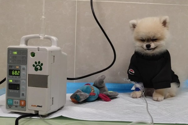 狗狗为什么发生胰腺炎,可能是遗传基因、背部损伤等因素所致