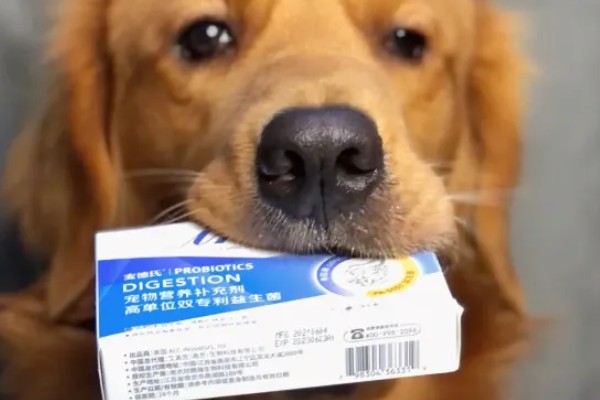 狗狗为什么发生胰腺炎,可能是遗传基因、背部损伤等因素所致