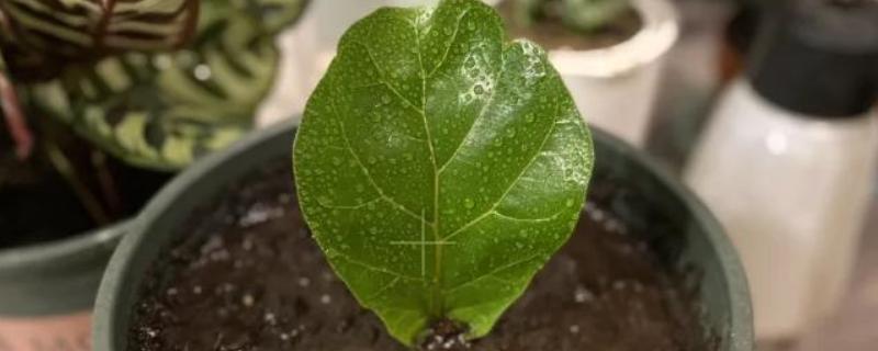 琴叶榕的叶插方法，涂抹生根粉后再插入土壤中