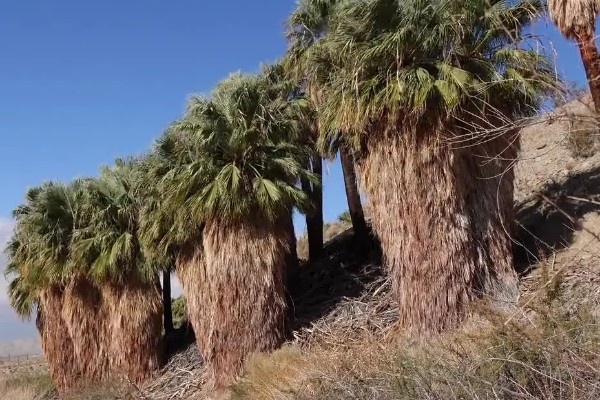 棕榈树怎么养殖,每隔10天浇一次水