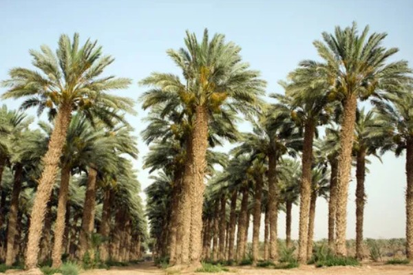 棕榈树怎么养殖,每隔10天浇一次水