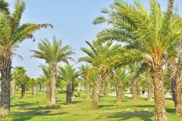 棕榈树怎么养殖,每隔10天浇一次水