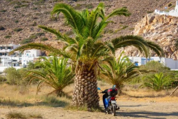 棕榈树怎么养殖,每隔10天浇一次水