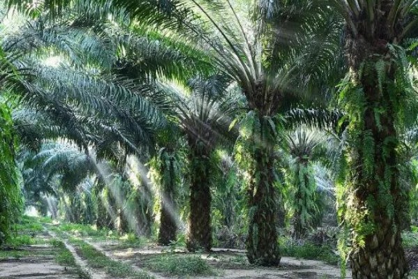 棕榈树怎么养殖,每隔10天浇一次水