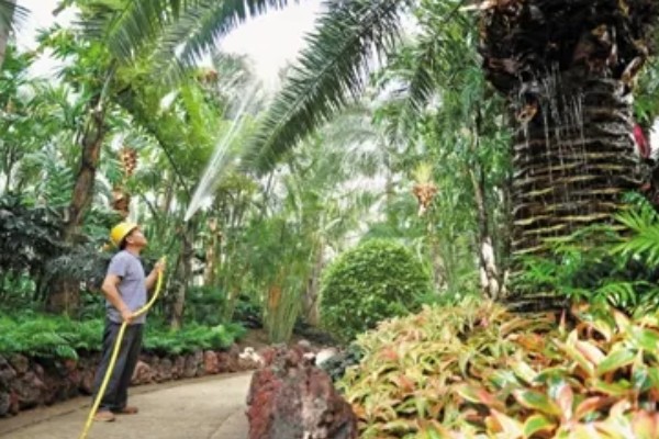 棕榈树怎么养殖,每隔10天浇一次水