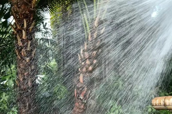 棕榈树怎么养殖,每隔10天浇一次水