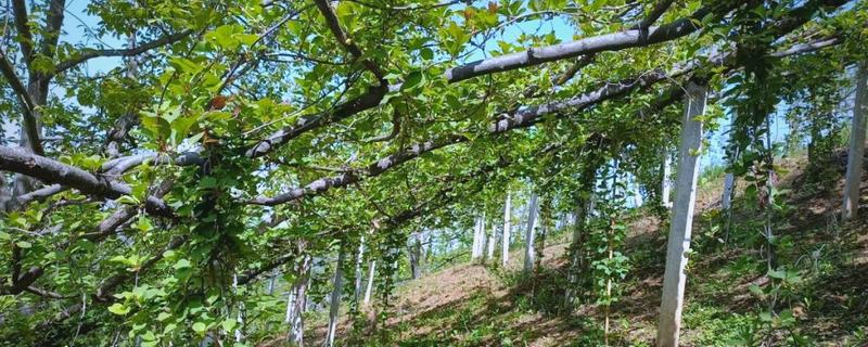 五味子的施肥管理技术,使用优质有机肥作为基肥