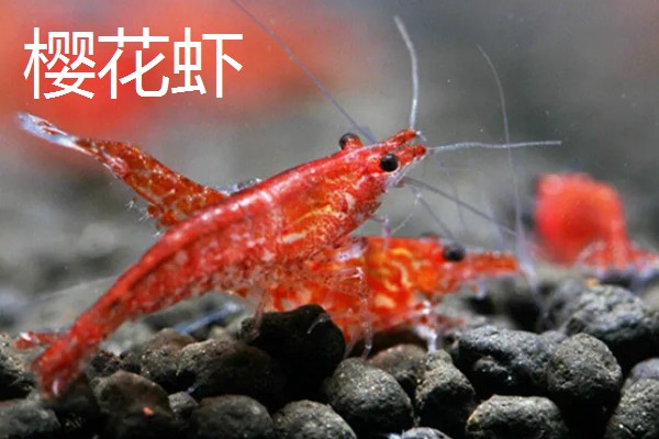 观赏虾如何繁殖,卵生繁殖