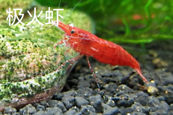 观赏虾如何繁殖,卵生繁殖