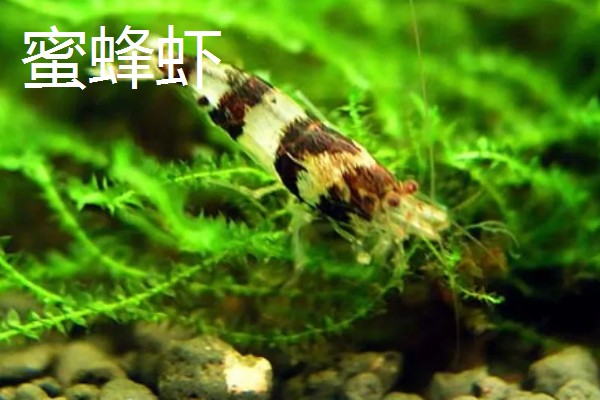 观赏虾如何繁殖,卵生繁殖