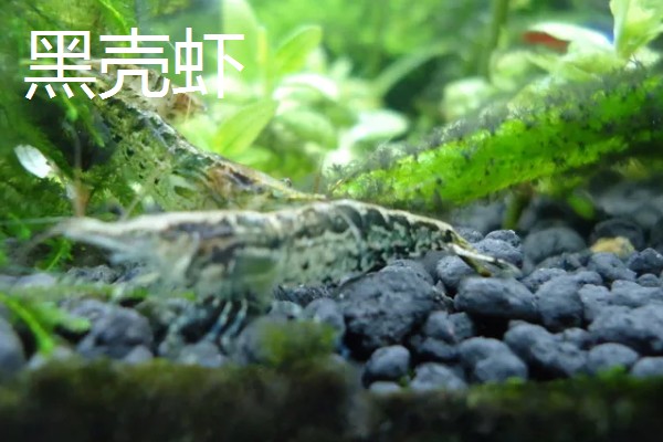 观赏虾如何繁殖,卵生繁殖