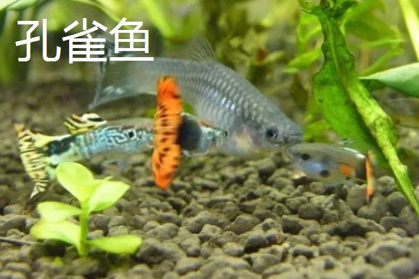 观赏虾如何繁殖,卵生繁殖