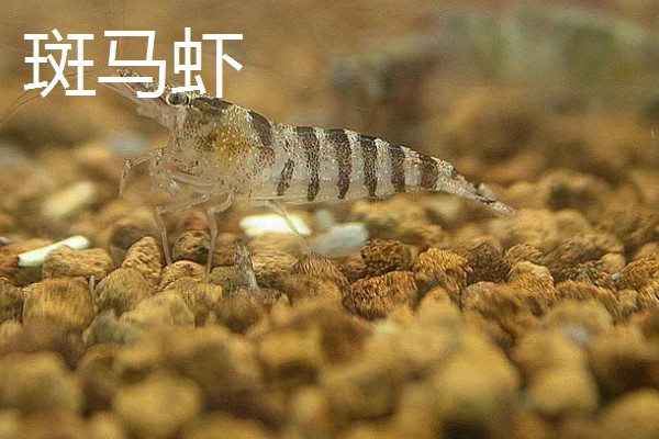 观赏虾如何繁殖,卵生繁殖