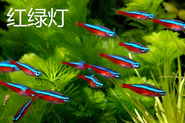 观赏虾如何繁殖,卵生繁殖