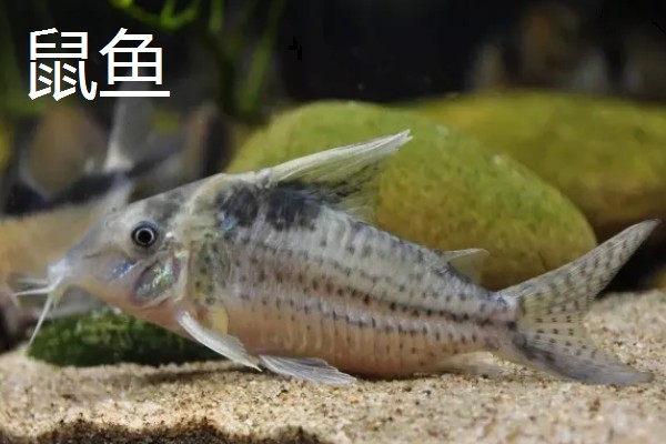 观赏虾如何繁殖,卵生繁殖