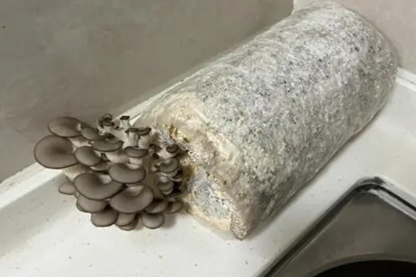 一个菌包的出菇次数，营养有限只能出菇3-4次