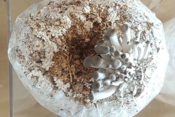 一个菌包的出菇次数，营养有限只能出菇3-4次