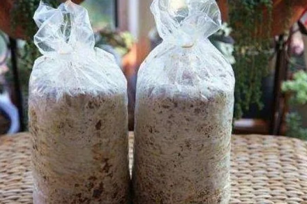 一个菌包的出菇次数，营养有限只能出菇3-4次