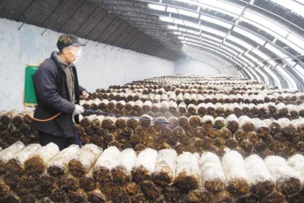 一个菌包的出菇次数，营养有限只能出菇3-4次