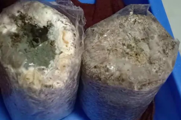 一个菌包的出菇次数，营养有限只能出菇3-4次