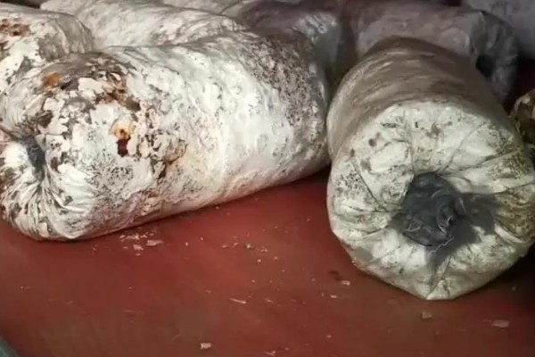 一个菌包的出菇次数，营养有限只能出菇3-4次