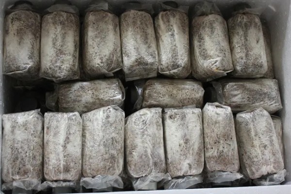 一个菌包的出菇次数，营养有限只能出菇3-4次