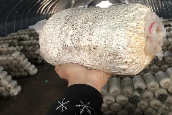 一个菌包的出菇次数，营养有限只能出菇3-4次