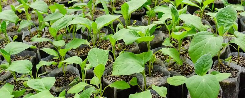 茄子苗期要注意什么，需防治病害和生理性缺硼