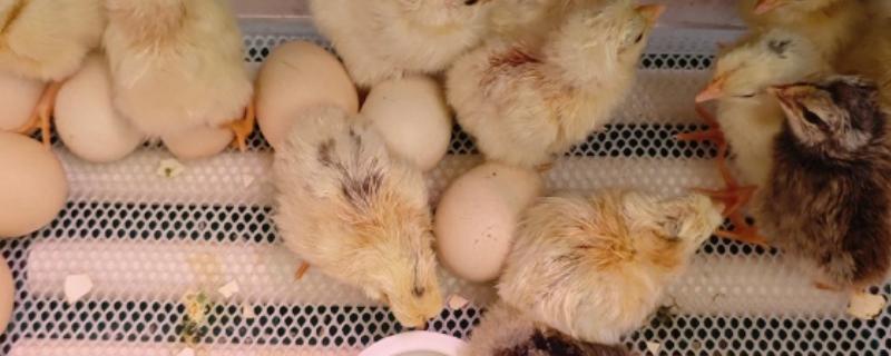 25天了小鸡还不啄壳怎么处理，可能是鸡舍湿度不够所致