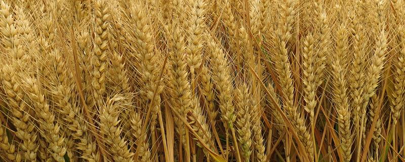 小麦的播种和收割时间，春小麦在3-4月份播种、7月份收获