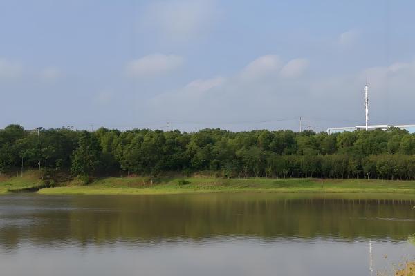 黄骨鱼的养殖技术,放养鱼种前要用生石灰清塘消毒