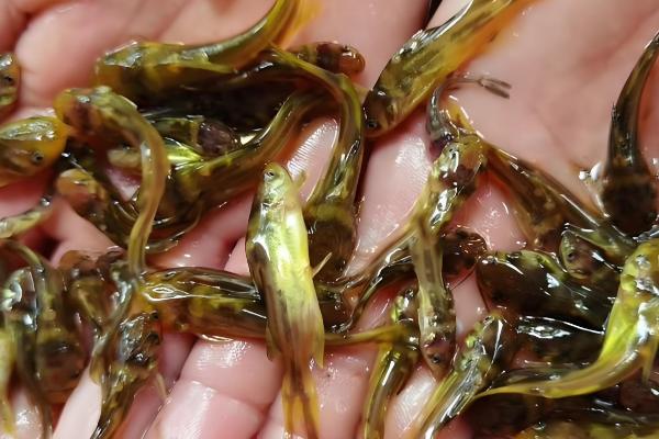 黄骨鱼的养殖技术,放养鱼种前要用生石灰清塘消毒